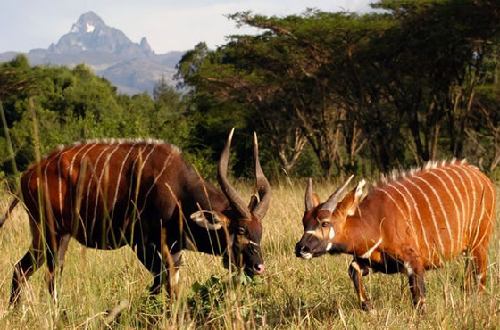 Mount Kenya National Park